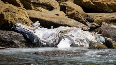 Beaches closed after whale carcass washes onto rocks