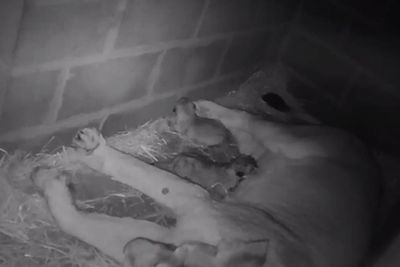 Endangered lion cubs born at Edinburgh Zoo for first time in seven years