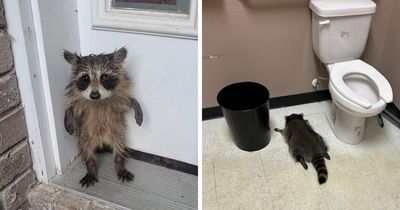 From Daring Rescues To Unlikely Friendships: 10 Raccoon Stories That Might Melt Your Heart