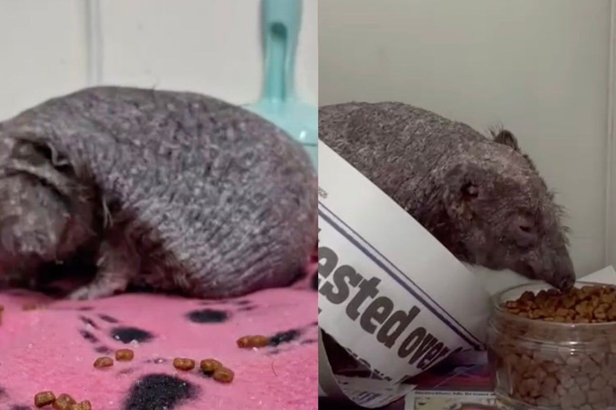 Rescued hedgehog begins road to recovery after losing…