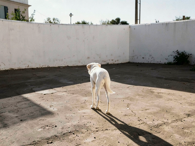 Rajapalayam dog: what Tamil Nadu's white sighthound needs in an Indian home