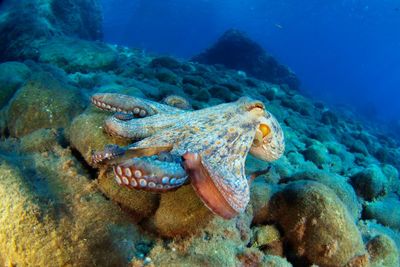 Marine life in Gulf of Mexico has still not fully recovered from 2010 BP oil spill