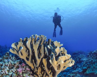 Almost every shallow-water coral reef on the planet faces ecosystem collapse by 2075, UN advisors say