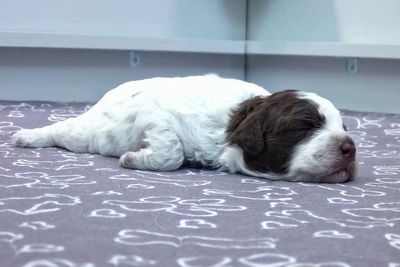 Internet flocks to 24-hour puppy livestream to break from doomscrolling