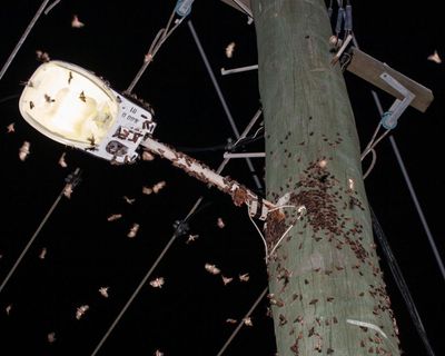 The great moth revival: how bogongs have bounced back