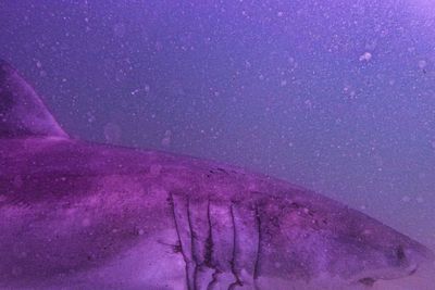 YouTuber charged after capturing great white shark on Cape Cod