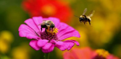 Making small changes to roadsides can help pollinators