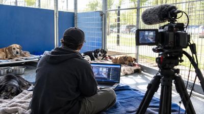 Livestream Funds SPCA LA: YouTuber raises $188,275; money backs Harvey rescues