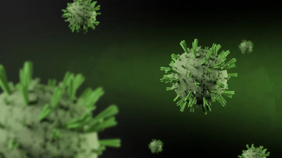 WHO Chief Confirms First Human Shamonda Virus Infection After Patient Dies in France