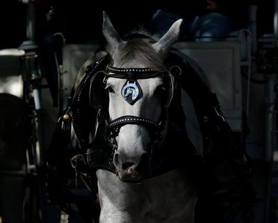 New York city council votes to ban horse-drawn carriage rides