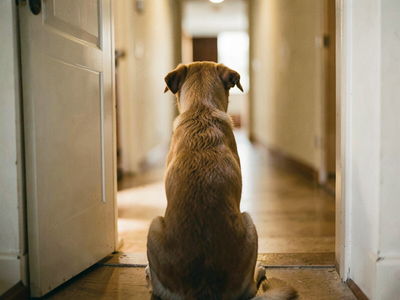 Dog dashes out the door? 6 steps to teach a solid wait