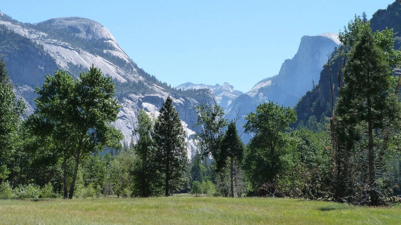 Himalayan Blackberry Herbicide Treatment: Yosemite…