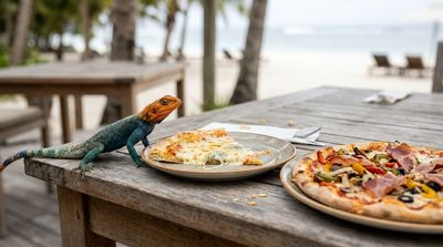 Lizards in Togo Fought Over Four-Cheese Pizza, and a Salmonella Strain Is Named After Their Species