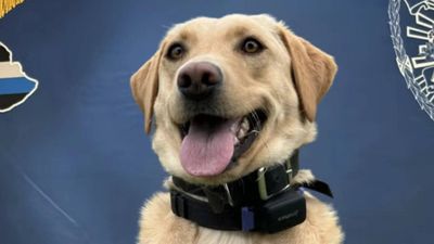 Police Labrador rescues missing 70-year-old hiker in Hawaii; he now wants to adopt her