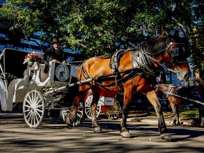 New York to end 150-year-old horse-carriage tradition by 2028 after Indian tourist’s death