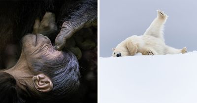 76 Breathtaking Wildlife Photos From The NPOTY People’s Choice Award Over The Years