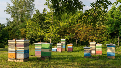 Canadian conservation club with just 4 members to donate nearly 100-acre forest to university for honeybee research