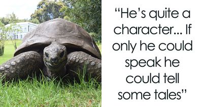 Jonathan, The World’s Oldest Living Tortoise Is Still Enjoying Life On Saint Helena At 194 Years Old