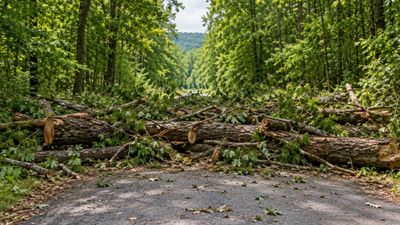 New York family blocks road with tree trunks, court awards it to neighbouring club