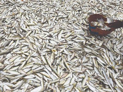 India eyes 30 million tonnes fish output in 5 years, seafood exports of Rs 1.25 lakh crore