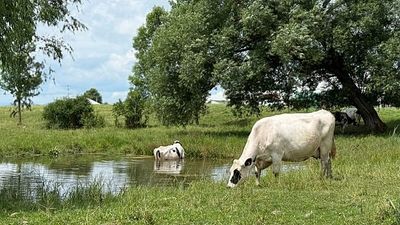 First human case of cattle virus Shamonda: How worried should Europe be? EU agency explains