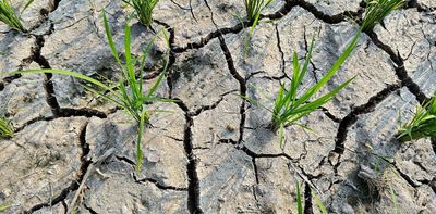 How El Niño could push up your mortgage and grocery bills