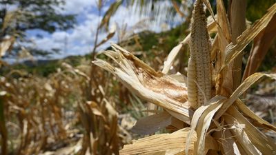 Can AgTech save Latin American farmers from El Niño?