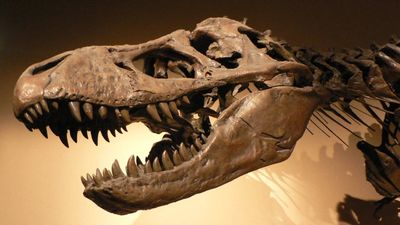 Montana Court Backs Surface Owners: top court says dinosaur fossils aren’t minerals; ruling sets key precedent