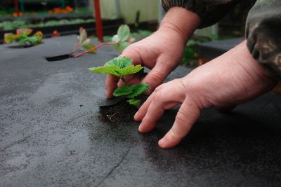 How to Protect Strawberry Plants Before Freezing Weather