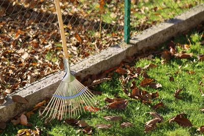 Your Neighbor’s Tree Is Dropping Leaves Into Your Yard — Who Has to Clean Them Up?
