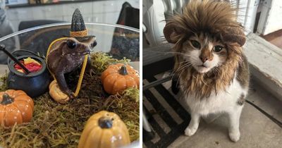 70 Pet Owners Who Put Serious Effort Into Their Animals’ Halloween Costumes