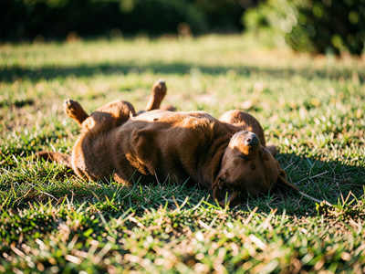 Why does your dog roll in smelly things on walks? The real reason explained