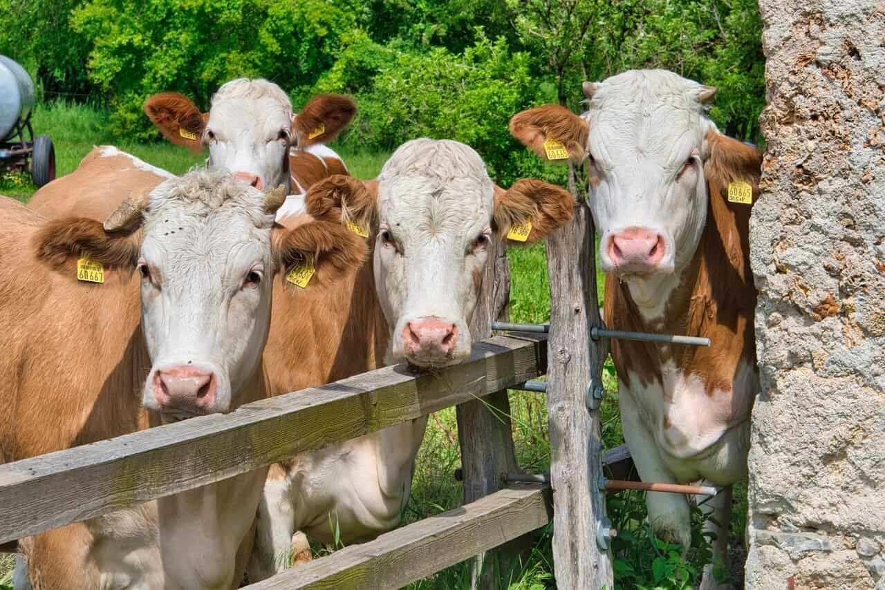 Cattle See Modest Buying Ahead of Bull Friendly Cattle…