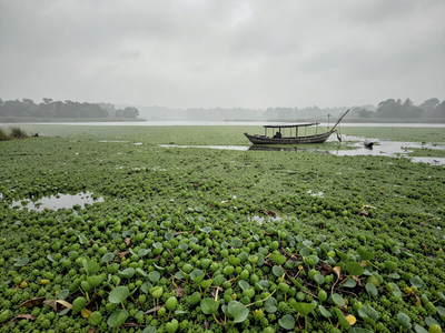 What Water Hyacinth Does to Fish, Oxygen and Fishing Livelihoods in Indian Lakes