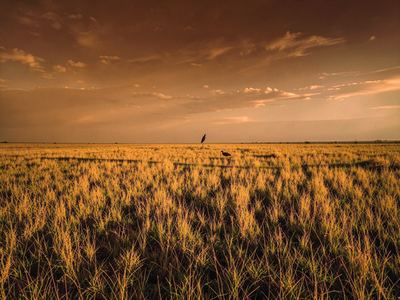 Why India Calls Its Grasslands Wasteland and What That Word Has Cost Wildlife