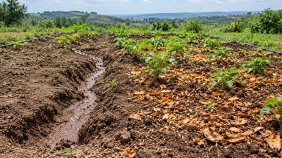 Orange Peel Cuts Soil Erosion: 2010 plots saw 50% less loss; pollution risks need more tests