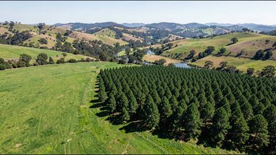 New Zealand pine planting cuts streamflow by up to 30% in Waikato catchment