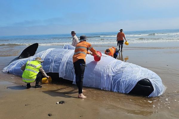 Sperm whale carcass buried on Tasmanian beach sparks concerns over potential shark attack