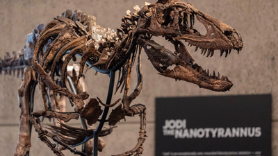 Rare Nanotyrannus skeleton found in 2019 heads to auction for $9 million