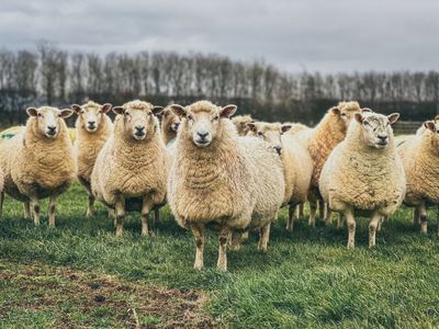 Man arrested by London police over 'scam' claims that 650 sheep were stolen