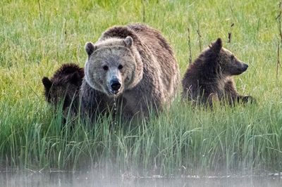New Trump rule allows hunters to bait bears in Alaska with doughnuts, bacon and more