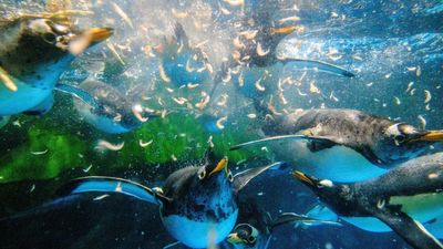 How krill fishing for salmon and supplements puts Antarctic wildlife at risk