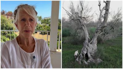 Helen Mirren, 81, is on a mission to save Italy’s 1,500-year-old olive trees from deadly bacteria