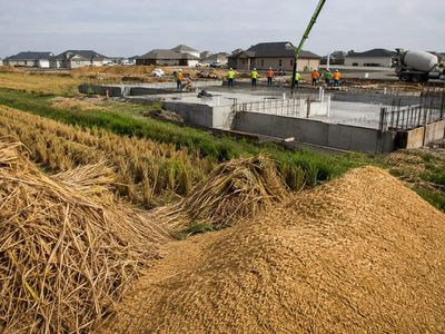 How rice husks are helping protect American homes from wildfires, rot and costly repairs as builders turn farm waste into wood siding alternatives