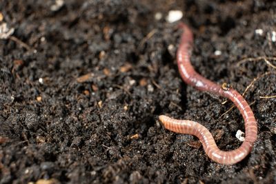 These Invasive Worms Are Turning Garden Soil Into Something That Looks Like Coffee Grounds