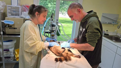After Two baby raccoons died; New York couple rescued over 800 more