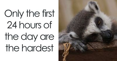 88 Animal Memes That Are Equal Parts Adorable And Hilarious