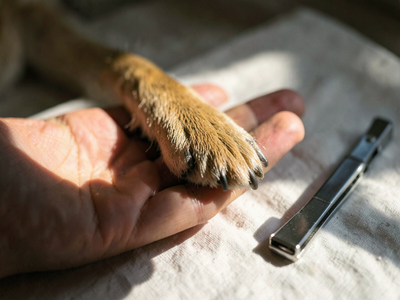 Dog hates nail trims? Train it to offer its paw willingly