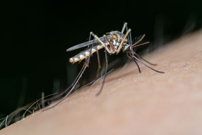 Florida Dengue Reaches 425 Local Cases as Orlando Area Logs October Infections and Seminole Issues First Advisory