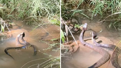 Two cottonmouth snakes entwined in Alabama water spark debate